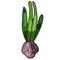 Blooming hyacinth on an isolated white background. The contour is drawn by hand. Jacinth for greeting cards, invitations, and more