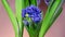 Blooming hyacinth on a pink background, blue flowers, beautifully blooming, timelapse, macro photography.