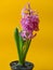 Blooming hyacinth on a yellow background, closeup
