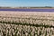 Blooming hyacinths in the field of a nursery