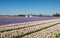 Blooming hyacinths in the field of a nursery