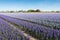 Blooming hyacinths in the field of a nursery