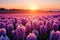 Blooming hyacinths in fields, their beauty enhanced by a magical sunset