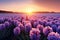 Blooming hyacinths in fields, their beauty enhanced by a magical sunset