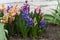 Blooming hyacinths in the Park