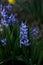 Blooming hyacinthus on a flowerbed in a city park