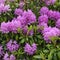 Blooming hybrid Azalia Rhododendron