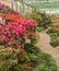 Blooming hybrid Azalia Rhododendron hybridum in a greenhouse