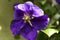 Blooming hybrid cultivar Jackman`s clematis Clematis x jackmani