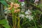 Blooming  hybrid orchids   in the greenhouse