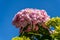 Blooming Hydrangea. Bright rose color. Spring fashion. Green leaf.