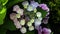 Blooming hydrangea close-up. Blue yellow violet purple lilac pink mixed colors hydrangea in bloom. Beautiful large