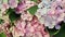 Blooming hydrangea close-up. Blue yellow violet purple lilac pink mixed colors hydrangea in bloom. Beautiful large