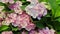 Blooming hydrangea close-up. Blue yellow violet purple lilac pink mixed colors hydrangea in bloom. Beautiful large