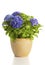 Blooming Hydrangea in flower pot isolated