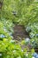 Blooming hydrangea flowers and stone stairway