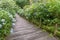 Blooming hydrangea flowers and stone stairway at Meigetsuin temple in Kamakura, Japan