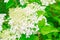 Blooming hydrangea. Small white flowers and green leaves on the Bush. Decorative garden plant