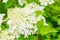 Blooming hydrangea. Small white flowers and green leaves on the Bush. Decorative garden plant