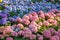 Blooming Hydrangeas flowers in the garden