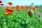 blooming icelandic poppies