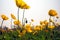 blooming icelandic poppies