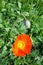 blooming icelandic poppies