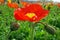 blooming icelandic poppies