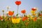 blooming icelandic poppies