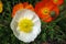 blooming icelandic poppies