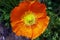 blooming icelandic poppies