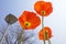 blooming icelandic poppies