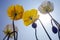 blooming icelandic poppies