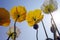 blooming icelandic poppies