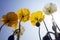 blooming icelandic poppies