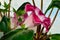 blooming indoor gloxinia flower with a beautiful fragrant bud