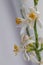 Blooming indoor lemon tree  on white background