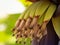 Blooming inflorescence of Banana heart. Banana tree.