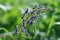 Blooming inflorescence of extremely poisonous of wild monkshood plant Aconite exelsum - A. septentrionale Koelle on a green