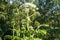 Blooming inflorescence of giant hogweed.