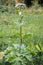 Blooming inflorescence of giant hogweed, poisonous weed, outstanding by its aggressive spreading, powerful growth and high surviva