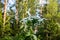 Blooming inflorescence of giant hogweed, poisonous weed, outstanding by its aggressive spreading, powerful growth and high surviva