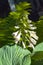 The blooming inflorescence hosts Buckshaw Blue on the background of fern leaves