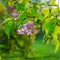 Blooming inflorescence of lilac flowers on the background of the garden in the evening.  Web banner