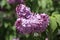 Blooming inflorescence of lilac ordinary lat. SyrÃ­nga vulgÃ¡ris on a background of green foliage in spring