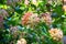 Blooming inflorescences of hawthorn Daurian in the soft light of summer morningCrataegus dahurica