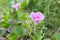 Blooming Ipomoea flower or Beach morning glory.