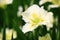 blooming Iris(Flag,Gladdon,Fleur-de-lis) flowers