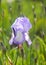 Blooming iris flowers in summer garden background. Beautiful cultivated flowers