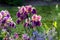 Blooming irises in a garden